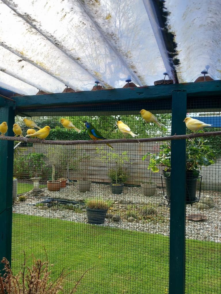 SPLENDIDPARKIETEN, Vrouwelijk