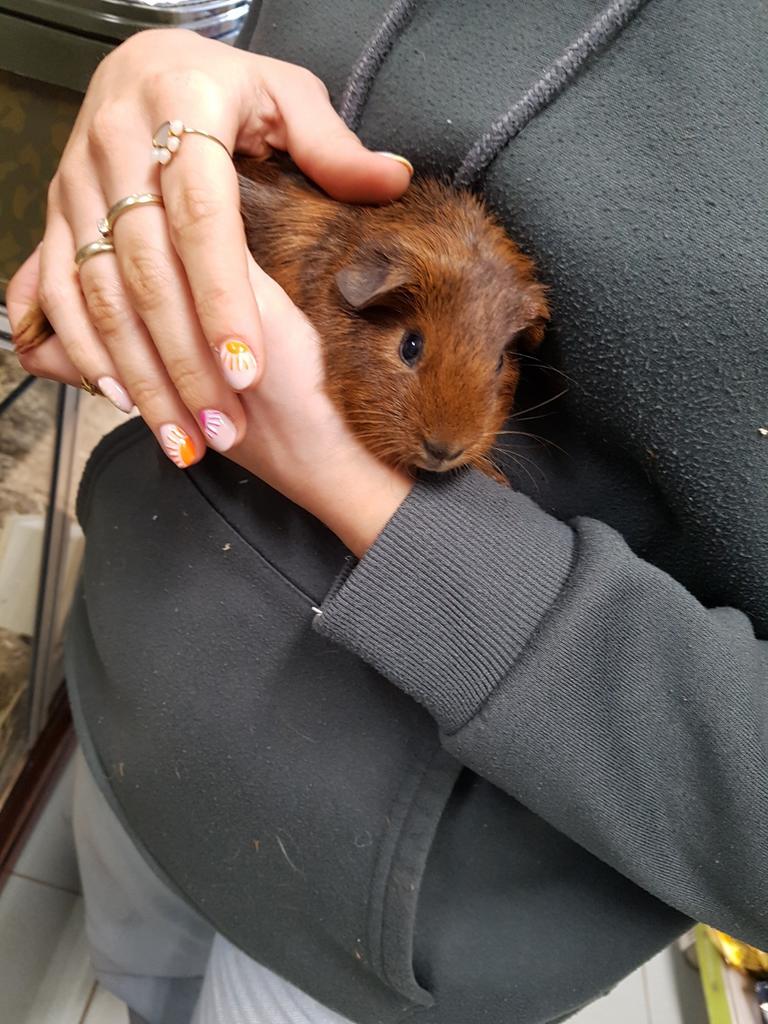 Cavia beertje 6 weekjes oud, Mannelijk, Tam, Maart, Cavia