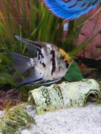 Maanvis, Dieren en Toebehoren, Vissen | Aquariumvissen, Vis