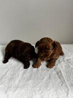 Mooie Shihpoo pups choco, Overige rassen, 8 tot 15 weken, Geslacht onbekend, Parvo