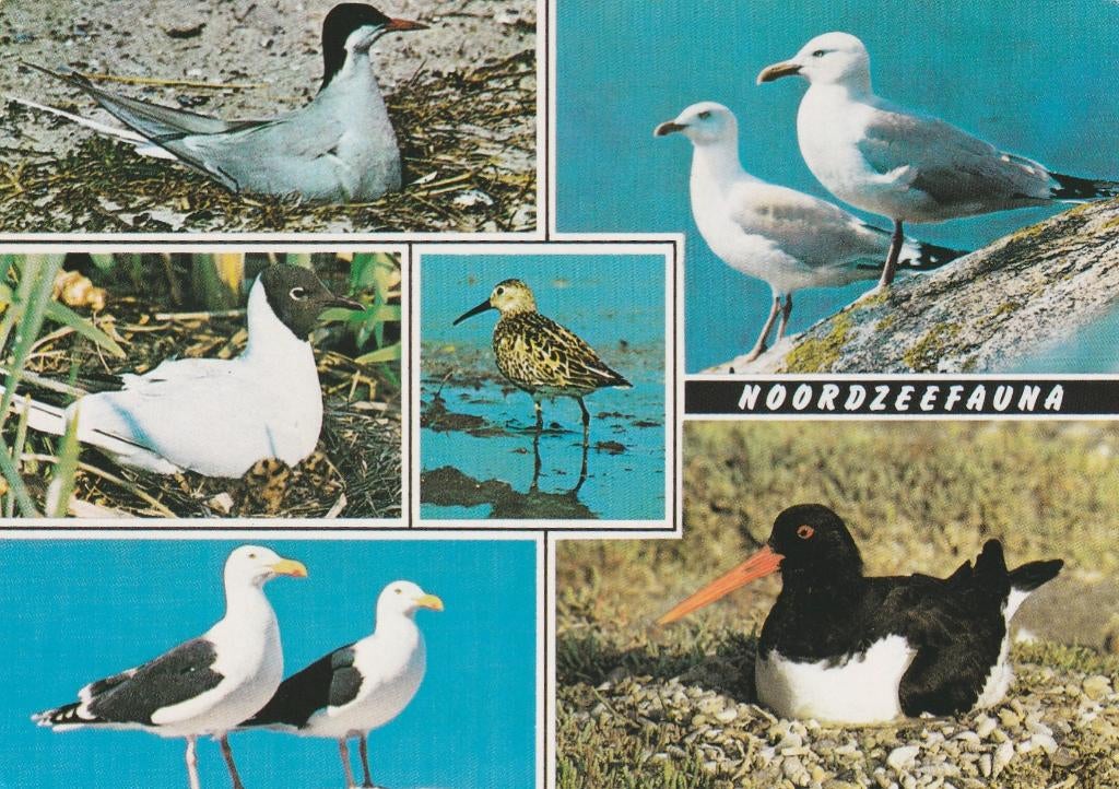 NOORDZEE Stern Zilvermeeuw Strandloper Scholekster, Verzenden, 1980 tot heden, Gelopen, Zuid-Holland