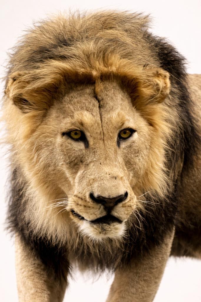 Opgezette leeuw, Verzamelen, Dierenverzamelingen, Gebruikt, Opgezet dier, Wild dier, Ophalen