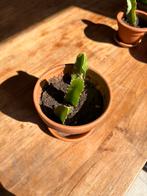 Dragon fruit plantje, Ophalen, Fruitplant, In pot, Minder dan 100 cm