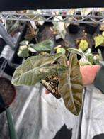 Alocasia pseudo Sanderiana pink variegata, Huis en Inrichting, Kamerplanten, Overige soorten, In pot, Minder dan 100 cm, Halfschaduw