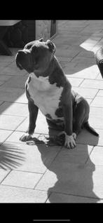 American bully xl puppys BGK Sunline’s X BOSSY, Dieren en Toebehoren, Reu, 8 tot 15 weken, Parvo, Bulldog