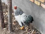 Wyandotte Wit columbia kriel haan, Dieren en Toebehoren, Pluimvee, Mannelijk, Kip