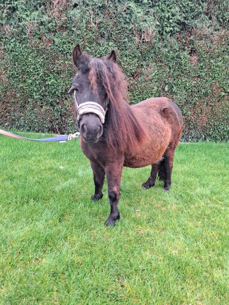 Shetlander merrie, Merrie, A pony (tot 1.17m), Recreatiepony