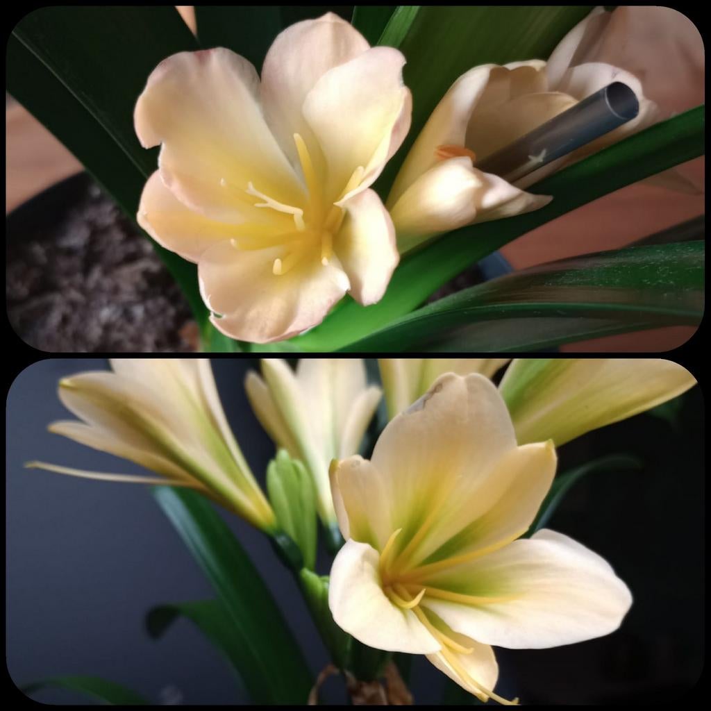 Clivia kruising Yellow pink Blush tulip x Aventurine gr thrt, Bloeiende kamerplant, Ophalen of Verzenden, Volledige schaduw, Minder dan 100 cm