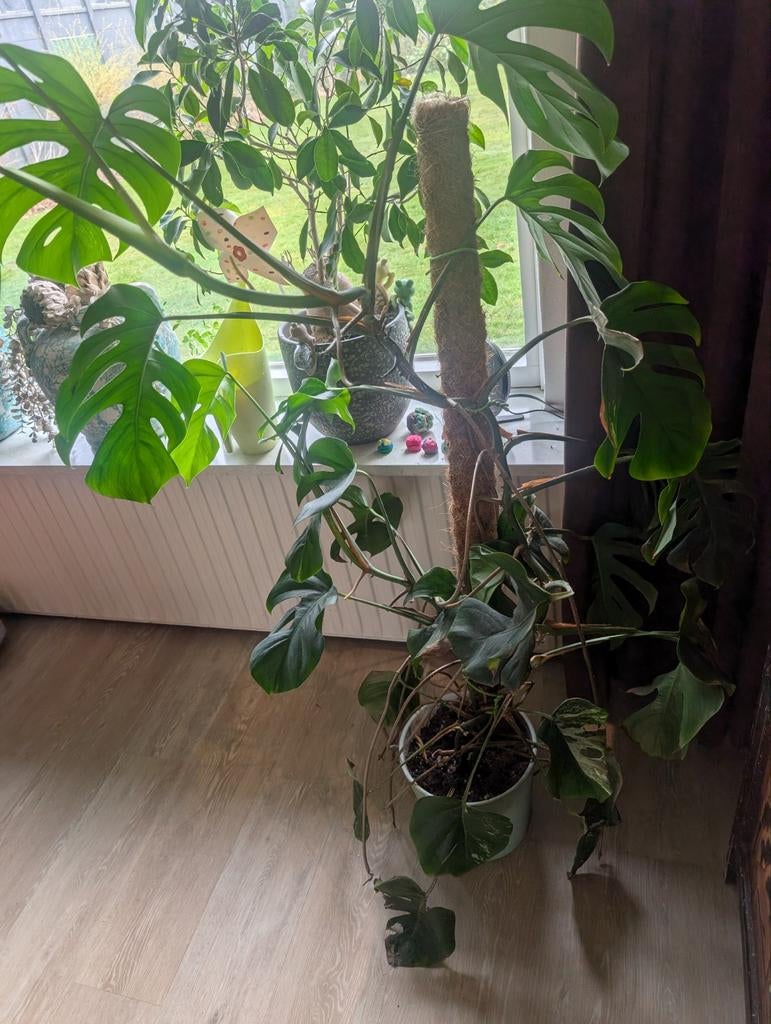 Monstera variegata weinig wit, Huis en Inrichting, Groene kamerplant, Ophalen of Verzenden, Halfschaduw, Minder dan 100 cm