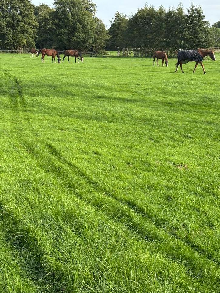 Stalling en weidegang, Weidegang