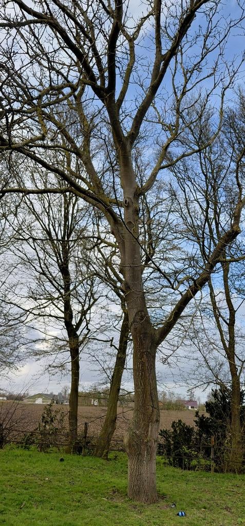 Notenboom stammen 2 stuks, Tuin en Terras, Haardhout, 3 tot 6 m³, Ophalen, Overige houtsoorten, Stammen