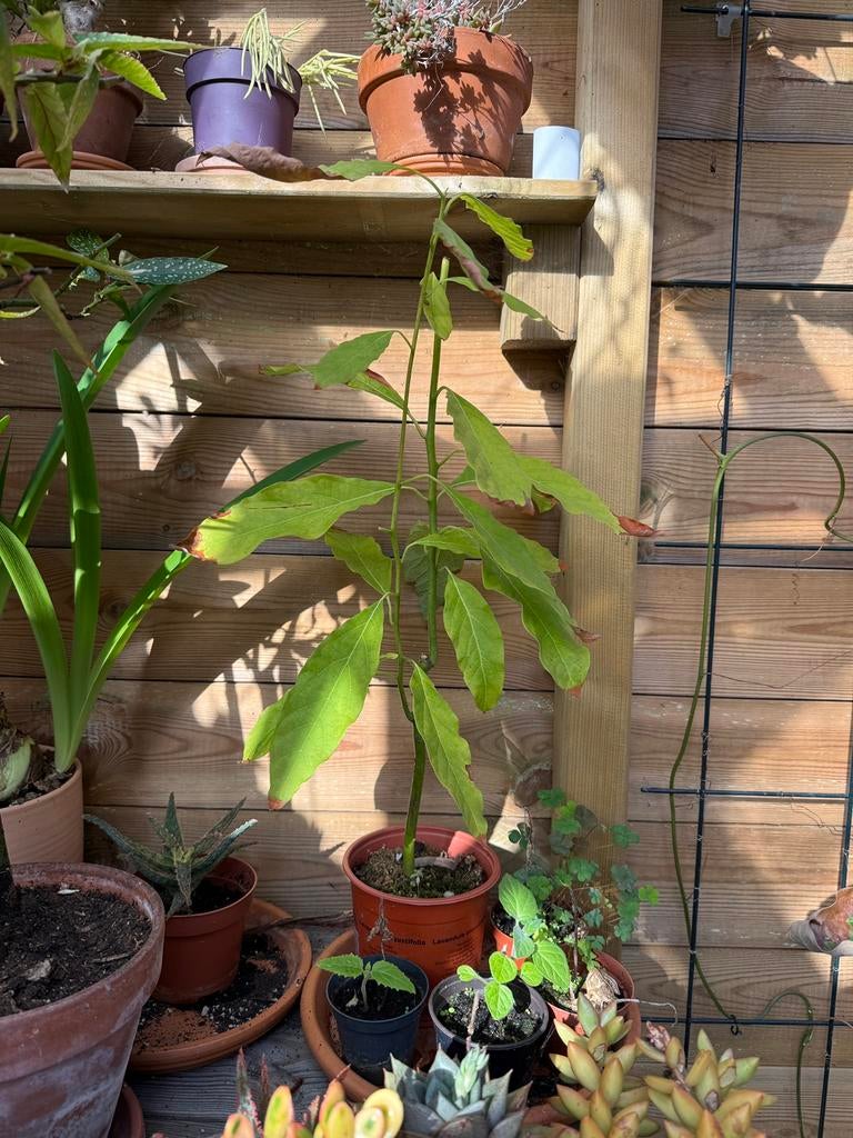 Avocado boompje, Tuin en Terras, Planten | Bomen, Ophalen, Overige soorten, Minder dan 100 cm