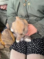 Kleine Dwerg konijntjes, Dieren en Toebehoren, Konijnen, Meerdere dieren, Dwerg