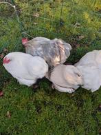 cochin kriel, Dieren en Toebehoren, Pluimvee, Meerdere dieren, Kip
