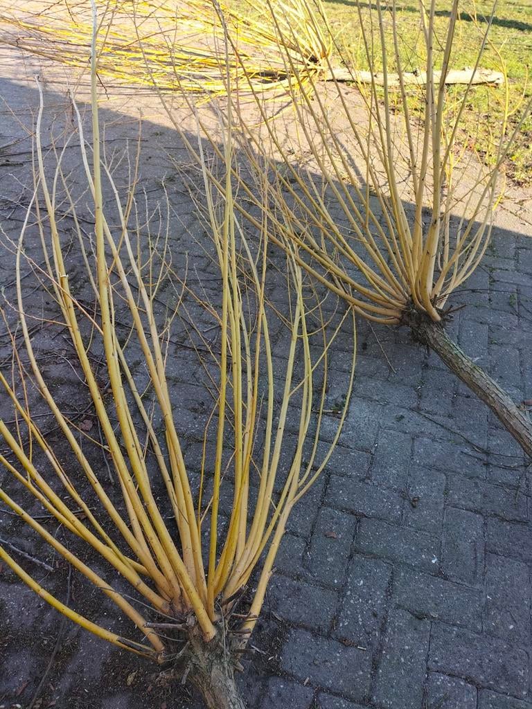 Wilgentakken, gratis ophalen, Ophalen, Overige soorten, Volle zon