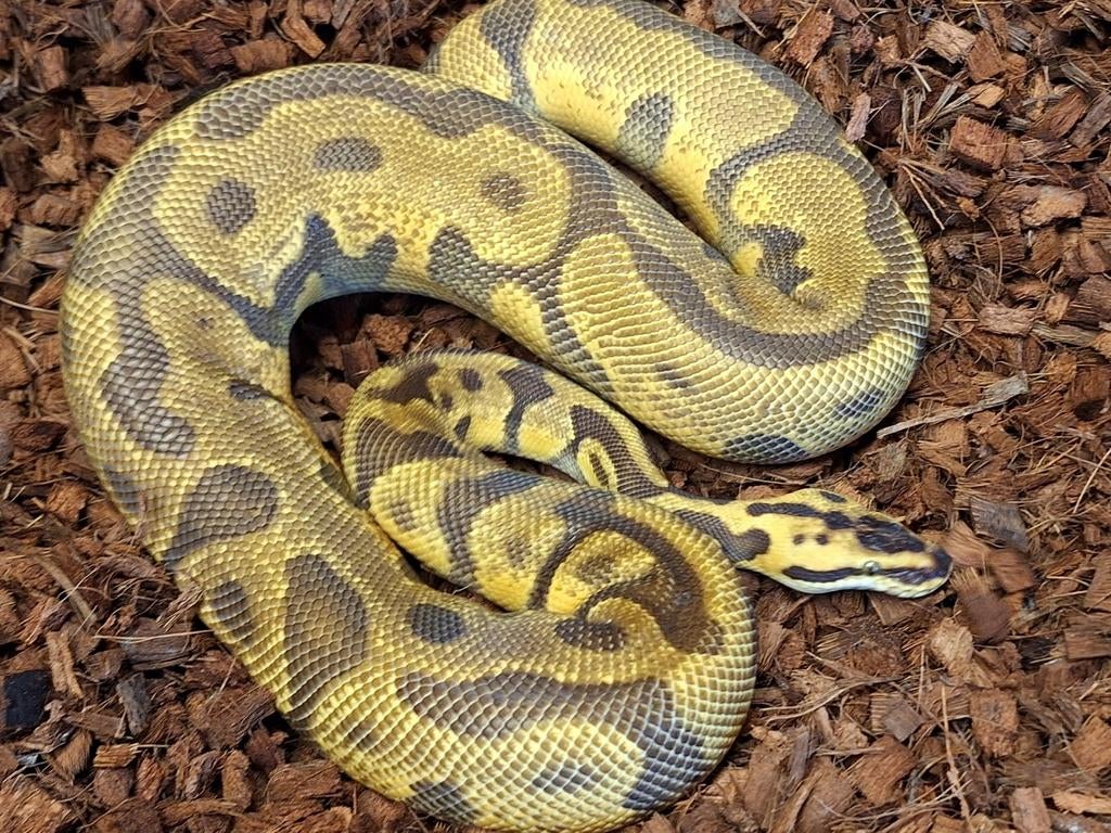 Python Regius 1.0 Super Enchi Pastel Leopard YB Chocolate Green Tree Python - male for sale from Simon
