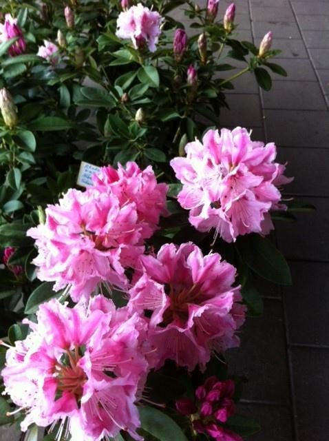 Rhododendron Azalea Siergrassen Hedera klimop Laurier prunus, Ophalen, Laurier, 100 tot 250 cm