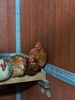 Legkippen, Vrouwelijk, Kip