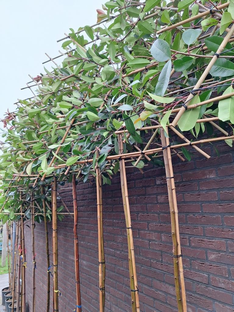 Leibomen: Glansmispel Photinia Red Robin wintergroen, Tuin en Terras, Planten | Bomen, Ophalen of Verzenden, In pot, Halfschaduw