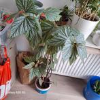 Grote Begonia kamerplant, Ophalen