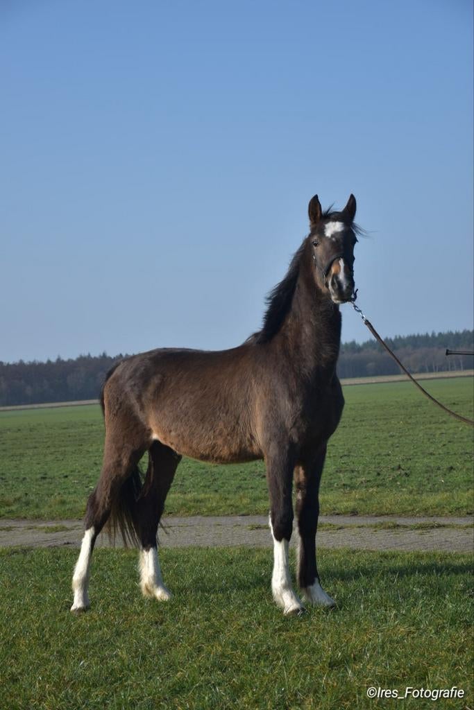 Tekoop: Tuigpaard Jaarling hengst, Dieren en Toebehoren, Paarden, Minder dan 160 cm, Met stamboom, 0 tot 2 jaar, Hengst