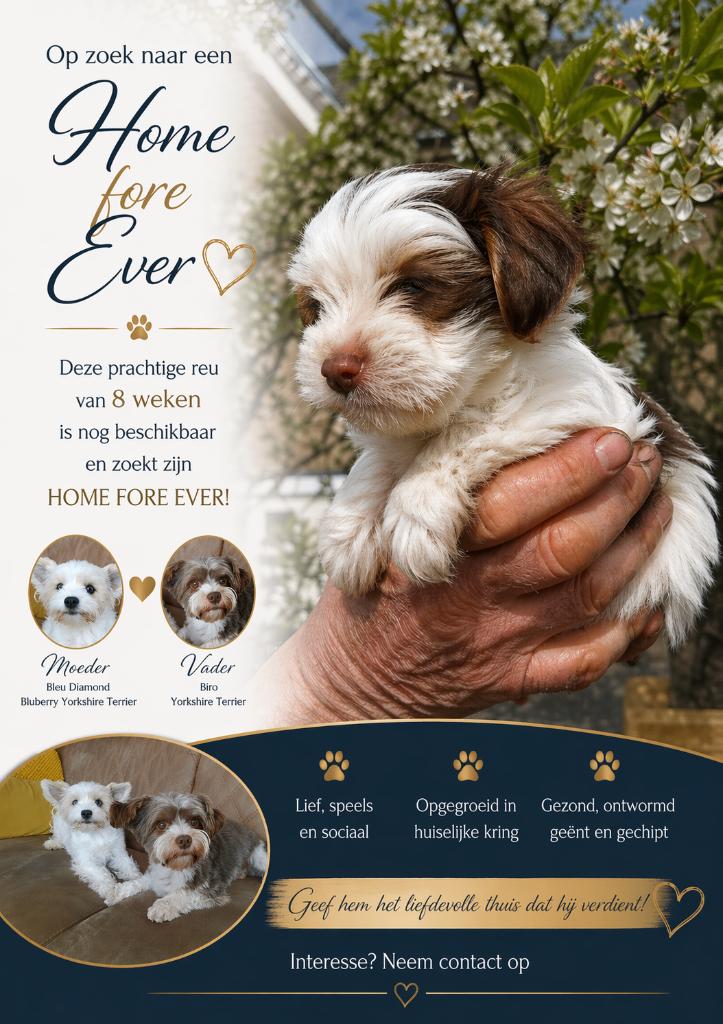 Nog 1 prachtige reu te koop, Parvo, Reu, 8 tot 15 weken, Eén hond