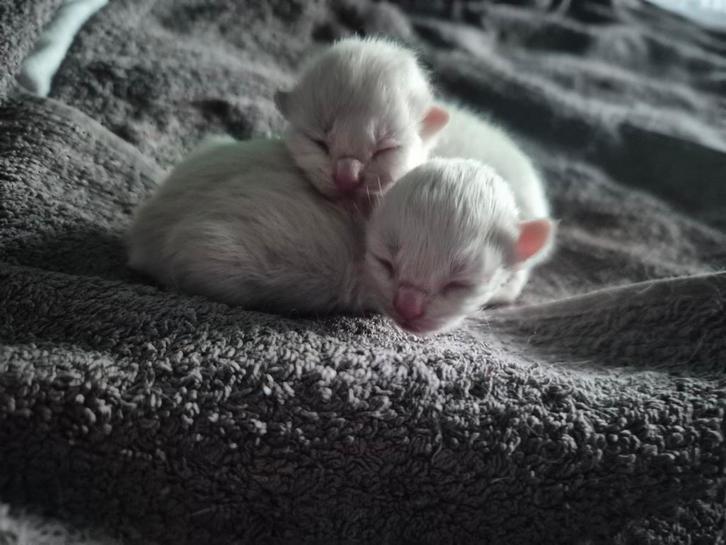 2 lieve kittens, Dieren en Toebehoren, Katten en Kittens | Overige Katten, Meerdere dieren, 0 tot 2 jaar