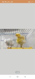 kanaries, Dieren en Toebehoren, Vogels | Kanaries, Geslacht onbekend, Kleurkanarie