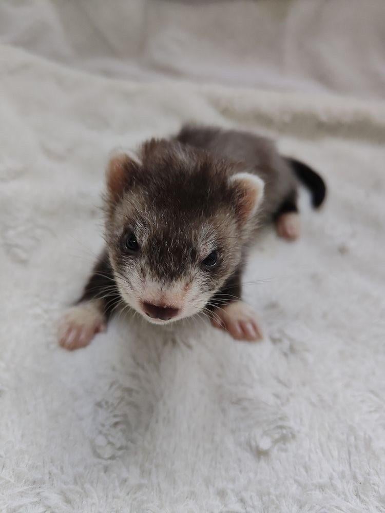 Gezocht? Jong fretjes, Dieren en Toebehoren, Mei, Vrouwelijk