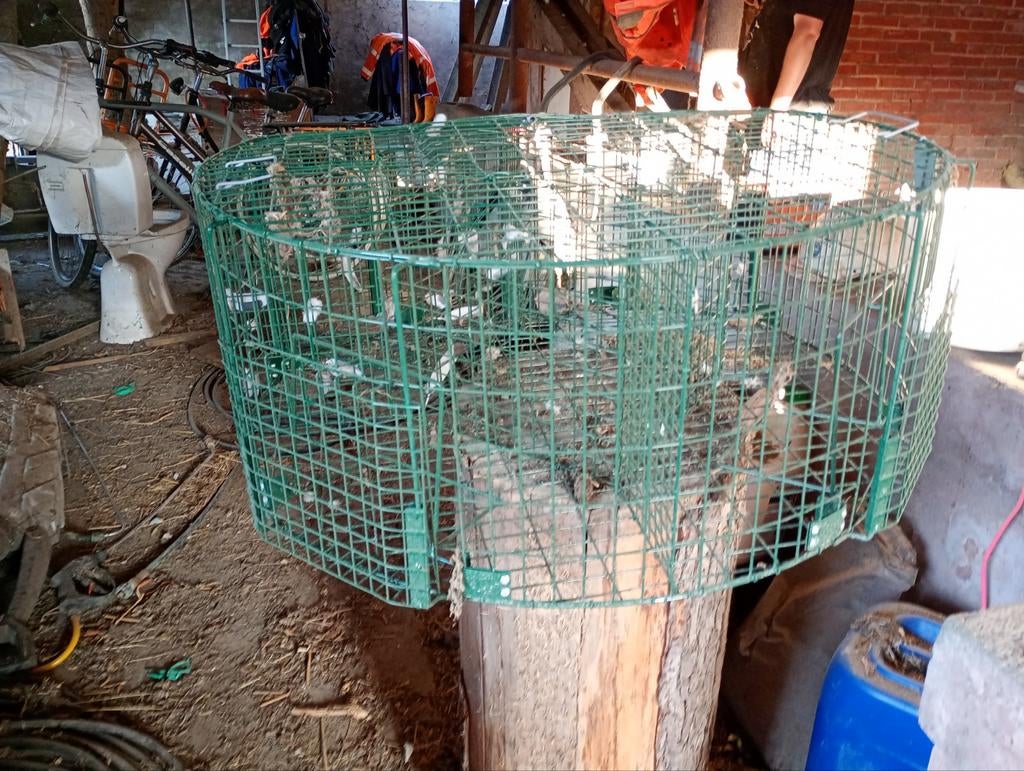 Vangkooi, Dieren en Toebehoren, Vogels | Hokken en Kooien, Ophalen, Hout, Vogelkooi