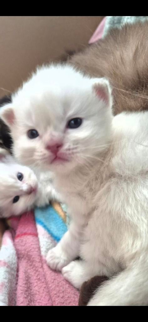 Ragdoll lilac katertjes met/zonder stamboom, Dieren en Toebehoren, Katten en Kittens | Raskatten | Langhaar, Kater, Met stamboom