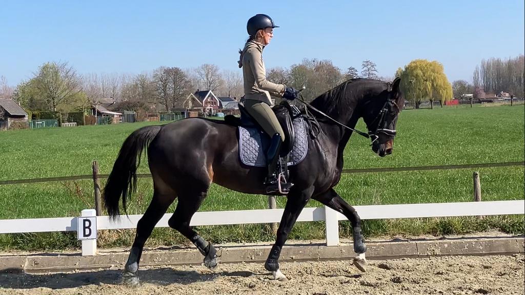 Mooie dressuur fokmerrie Lurona, Apache x Charmeur, Dieren en Toebehoren, Paarden, Merrie, Met stamboom, Dressuurpaard, Zadelmak