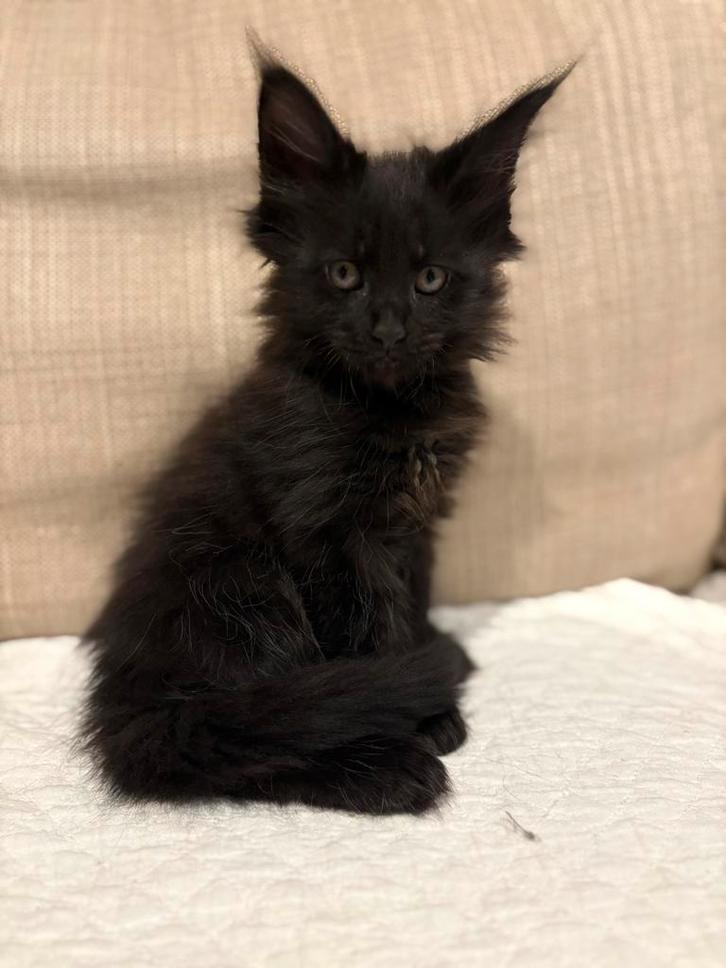 Main coon kittens (black smoke), Dieren en Toebehoren, Katten en Kittens | Raskatten | Langhaar, Meerdere dieren, 0 tot 2 jaar