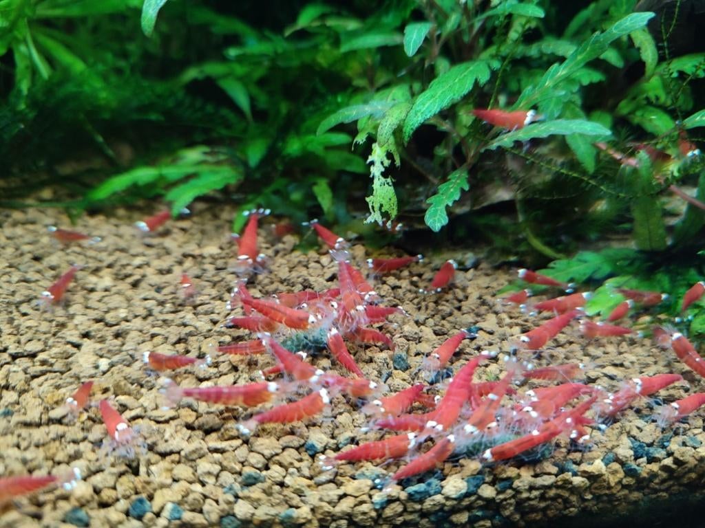 Red Santa garnalen , super crystal red, Kreeft, Krab of Garnaal, Zoetwatervis, Schoolvis