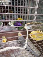 2 valkparkieten, Dieren en Toebehoren, Vogels | Parkieten en Papegaaien, Meerdere dieren, Parkiet, Tam