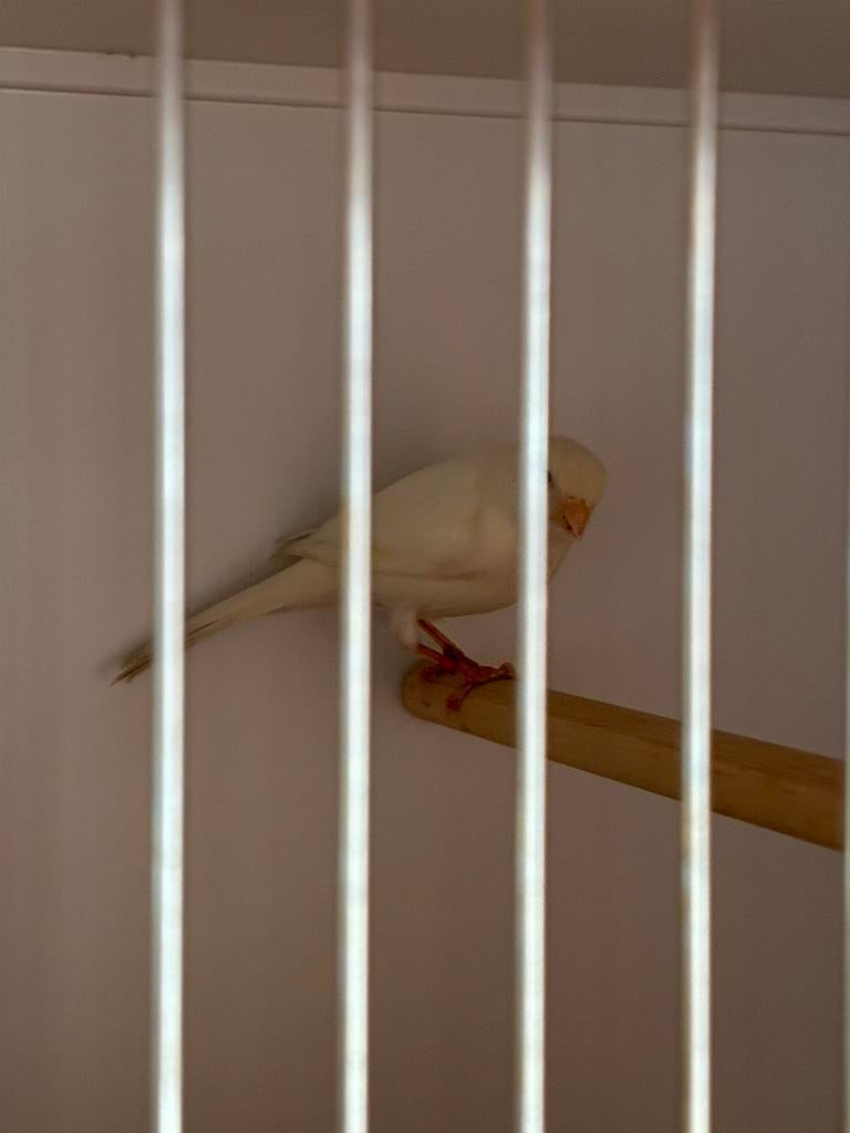 Mooie Timbrado mannen, Dieren en Toebehoren, Mannelijk, Zangkanarie