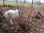 Hangoor konijn rammetje te koop, Dieren en Toebehoren, Konijnen