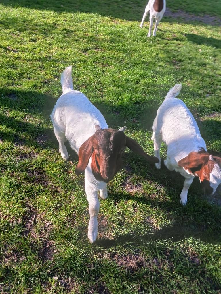 3 mooie boergeit bokken te koop, Dieren en Toebehoren, Mannelijk, Geit, 0 tot 2 jaar