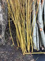 Salix alba 'Chermesina' Schietwilg Witte wilg gele takken, Tuin en Terras, Planten | Bomen, Ophalen of Verzenden, Zomer, Volle zon