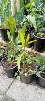 Acacia floribunda planten, Volle zon, Minder dan 100 cm, Zomer, Overige soorten