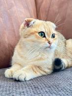 Britse korthaar en Scottish fold mix mannetje, Dieren en Toebehoren, Katten en Kittens | Raskatten | Korthaar, Kater