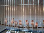 10 roodmozaiek t2 mannen, Dieren en Toebehoren, Vogels | Kanaries, Mannelijk, Kleurkanarie