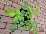 Walnoten boom, Ophalen