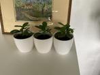3x ficus in stenen witte pot, Ficus, In pot, Minder dan 100 cm, Groene kamerplant