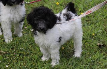 bonte labradoodle pups  beschikbaar voor biedingen