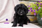 Medium kruising spaniel x labradoodle pups., Nederland, Overige rassen, 8 tot 15 weken, CDV (hondenziekte)
