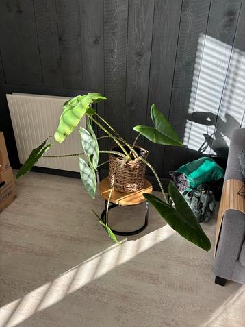 Mooie Alocasia Zebrina in pot! beschikbaar voor biedingen