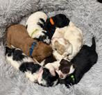 Aankondiging nestje Labradoodles oktober 2025, Parvo, Overige rassen, 8 tot 15 weken, Meerdere dieren