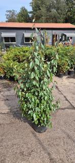 elaeagnus ebbingei | op bestelling, Ophalen, Overige soorten, Struik, 100 tot 250 cm