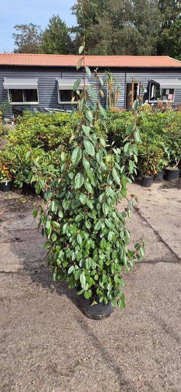 elaeagnus ebbingei | op bestelling beschikbaar voor biedingen